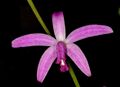 Cattleya pfisteri Orchi 024.jpg