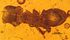 Cephalotes dieteri SMNSDO618 dorsal.jpg