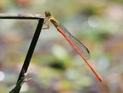 Ceriagrion aeruginosum 1611.jpg