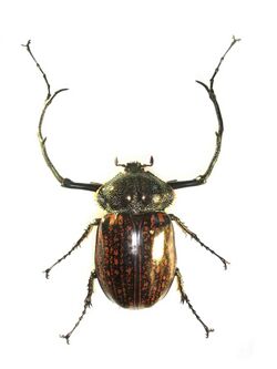 Cheirotonus macleayiMale.JPG