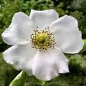 Cherokee rose.jpg