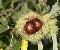 A bunch of chestnuts. Maroon is derived from marron, French for chestnut.