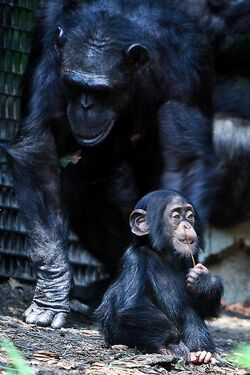 Chimpanzee mom and baby cropped.jpg