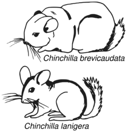 sketch drawings of Chinchilla brevicaudata and Chinchilla lanigera, emphasizing the distinct features of each species. abbreviate is shown excessively fat or chonky and lanigera mouse like with a perky tail