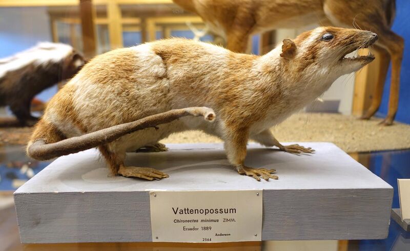 File:Chironectes minimus - Swedish Museum of Natural History - Stockholm, Sweden - DSC00658.JPG