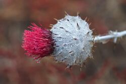 Cirsium occidentale v. occidentale.jpg