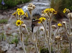 Colibrí en la flor del frailejón..JPG