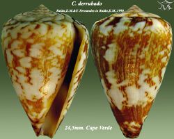 Conus derrubado3.jpg