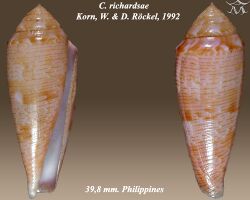 Conus richardsae 2.jpg