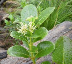 Coprosma lucida 12.JPG