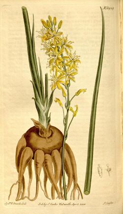 Curtis's botanical magazine (Plate 1454) (8246935739).jpg