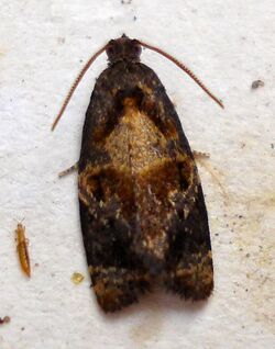 DSC06109 British Moths (Red-barred Tortrix).jpg