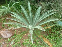 Dioon califanoi, habitus, Manie vd Schijff BT, d.jpg