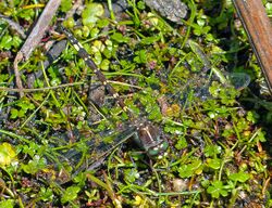 Dragonfly Synthemis tasmanica (17887054335).jpg