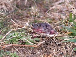 Eastern spadefoot toad frog.jpg