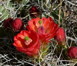 Echinocereus triglochidiatus 8.jpg