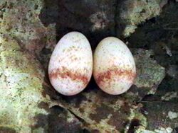 Arachnothera longirostra egg