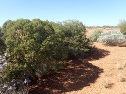 Eremophila linearis (habit).jpg