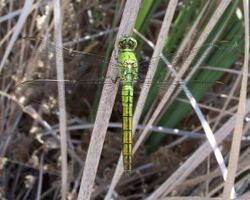 Erythemis collocata-Male-1.jpg