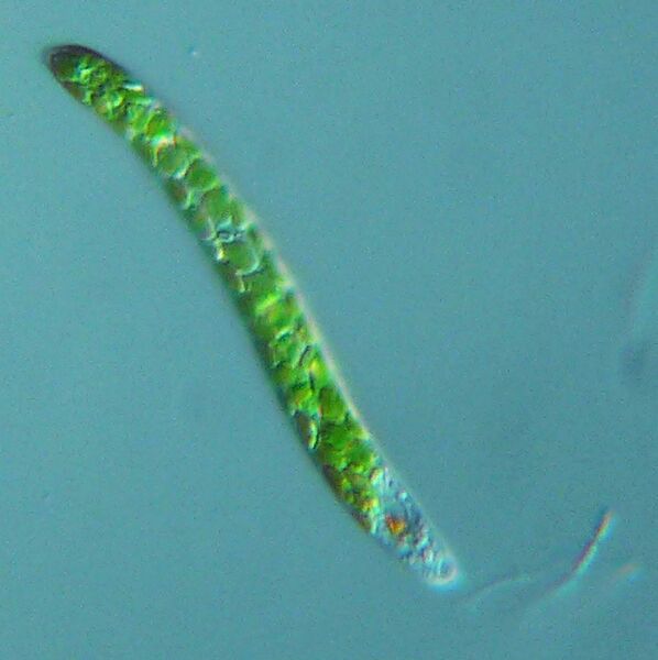 File:Euglena mutabilis - 400x - 1 (10388739803) (cropped).jpg