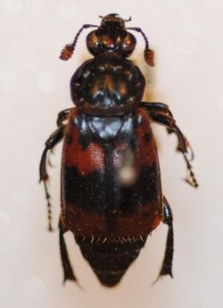F6-13 Nicrophorus quadripunctatus Kraatz, 1877 (4995277801).jpg