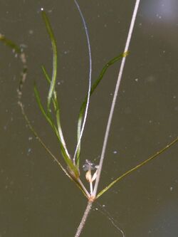 Fig. 12 Zannichellia obtusifolium.jpg