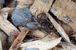 Flattened bark spider, Hemicloea rogenhoferi.jpg