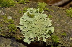 Flavoparmelia caperata - lichen - Caperatflechte.jpg