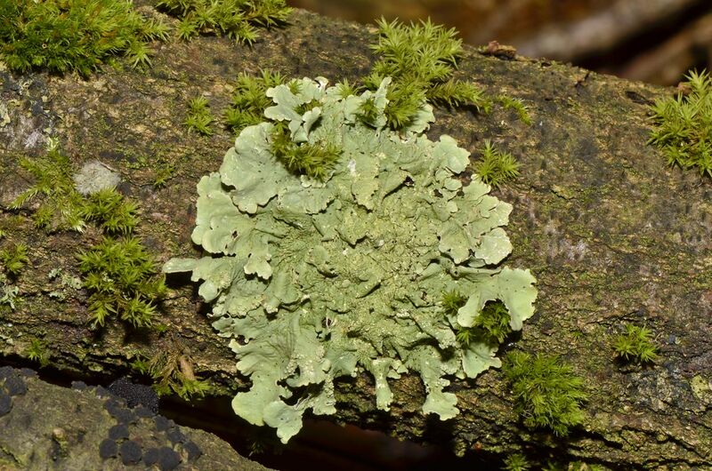 File:Flavoparmelia caperata - lichen - Caperatflechte.jpg