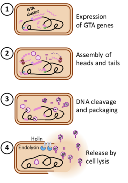 Schematic diagram showing steps in the production of bacterial gene transfer agents.