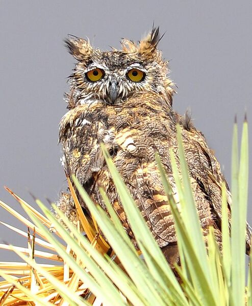 File:Great Horned Owl in a Rain Storm in the Mojave.jpg