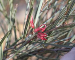 Grevillea extorris.jpg