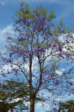 Gualanday (Jacaranda caucana) (14732856038).jpg