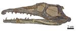 Gualosuchus reigi.jpg