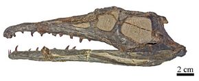 Gualosuchus reigi.jpg