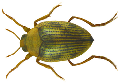 Haliplus ruficollis (DeGeer, 1774).png