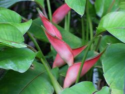 Heliconia stricta0.jpg