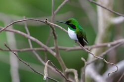 Heliothryx aurita Black-eared Fairy.jpg