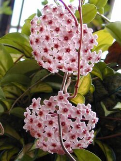 Hoya carnosa Exotica1C2000.jpg