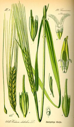 Illustration Hordeum distichon0.jpg