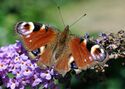 Peacock butterfly showing eyespots