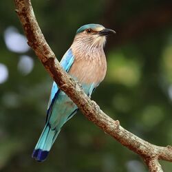 Indian roller (Coracias benghalensis benghalensis).jpg