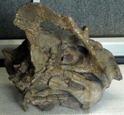 JimusariaSinkiangensis(Skull)-PaleozoologicalMuseumOfChina-May23-08.jpg