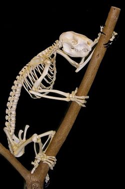 Koala skeleton1.jpg