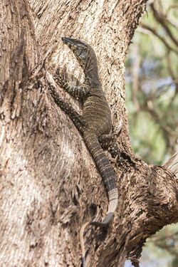 Lace monitor (Varanus varius), photographed in the Kindra State Forest.jpg