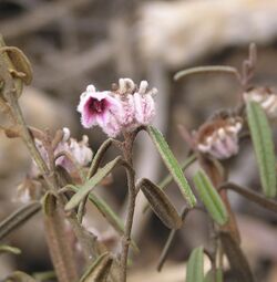 Lasiopetalum parvuliflorum.jpg