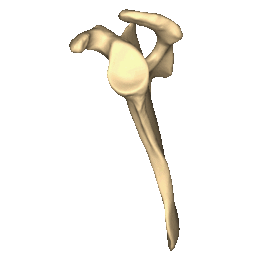 Left scapula - close-up - animation - stop at lateral surface.gif