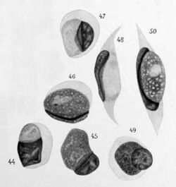 "Leucocytozoon caprimulgi" in "Caprimulgus fossii"
