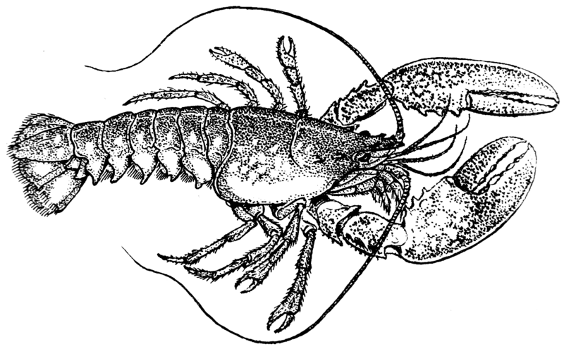 File:Lobster (PSF).png