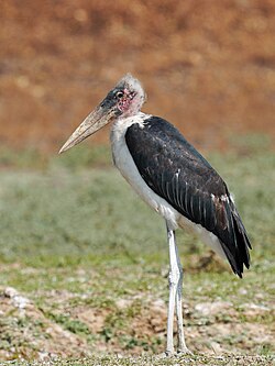 Marabou Stork Standing Lupande Jul23 A7R 06322.jpg